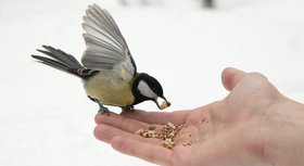 Krmivo pro ptáky